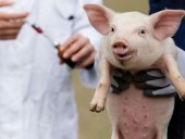 Китайские ученые начинают клинические испытания вакцины против АЧС