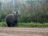 В Финляндии произошло ДТП между автомобилем и медведем В Финляндии произошло ДТП между автомобилем и медведем