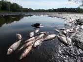 В Европе из-за жары пересыхают водоёмы В Европе из-за жары пересыхают водоёмы