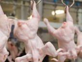 Скандал на мировом рынке курятины: Бразилия поставляла Великобритании опасный продукт