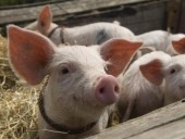 За месяц из-за АЧС свинина в Китае подорожала на 20% За месяц из-за АЧС свинина в Китае подорожала на 20%