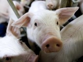 В Северную Ирландию завезли мясо, зараженное АЧС В Северную Ирландию завезли мясо, зараженное АЧС