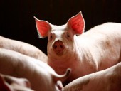 В Финляндии бороться с АЧС будет лабрадор по кличке Рико В Финляндии бороться с АЧС будет лабрадор по кличке Рико