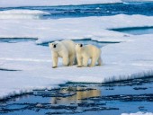 На водах Аляски из-за потепления исчез лед На водах Аляски из-за потепления исчез лед