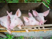 В Болгарии зафиксировали новые вспышки АЧС