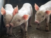 АЧС: Китай скупает французскую свинину АЧС: Китай скупает французскую свинину