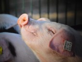 Из-за АЧС Китай может лишиться 200 млн голов свиней Из-за АЧС Китай может лишиться 200 млн голов свиней