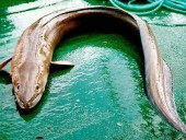 Ученые предположили, что Лох-Несское чудовище было угрем Ученые предположили, что Лох-Несское чудовище было угрем