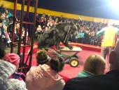 В Карелии медведь напал на дрессировщика во время представления В Карелии медведь напал на дрессировщика во время представления
