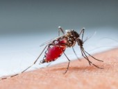 В Испании диагностировали первый случай передачи лихорадки денге половым путем В Испании диагностировали первый случай передачи лихорадки денге половым путем