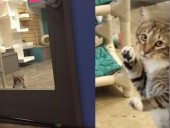 В США в приюте держат в одиночной камере кота, который выпускал на волю других В США в приюте держат в одиночной камере кота, который выпускал на волю других
