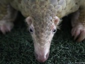 Коронавирус мог передаться человеку через панголинов - китайские ученые