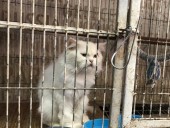 В Пакистане из-за карантина животных бросили в клетках в зоомагазинах и на рынках