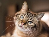 В Бельгии кошка заразилась коронавирусом от хозяина - СМИ В Бельгии кошка заразилась коронавирусом от хозяина - СМИ