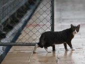 В одном из городов Китая запретили есть собак и кошек В одном из городов Китая запретили есть собак и кошек