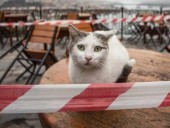 В США подтвердили первые случаи заражения котов коронавирусом