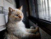 В Испании зафиксирован первый случай COVID-19 у кота В Испании зафиксирован первый случай COVID-19 у кота