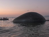 На индонезийский пляж выбросило гигантского кита На индонезийский пляж выбросило гигантского кита