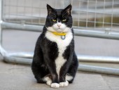 Кот Палмерстон уходит на пенсию с МИД Британии Кот Палмерстон уходит на пенсию с МИД Британии