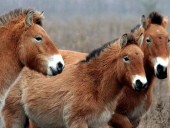 В Техасе впервые успешно клонировали лошадь Пржевальского В Техасе впервые успешно клонировали лошадь Пржевальского