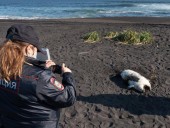 Вода на побережье Камчатки была отравлена из-за утечки с коммерческого танкера - СМИ