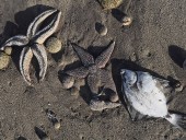 Ученые сообщили о гибели 95% морских организмов в пострадавшей бухте на Камчатке Ученые сообщили о гибели 95% морских организмов в пострадавшей бухте на Камчатке