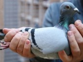 В Бельгии продали голубя для гонок за рекордные почти 2 млн долларов В Бельгии продали голубя для гонок за рекордные почти 2 млн долларов