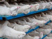 СМИ: убитые датские норки начали восставать из-под земли