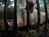 Зоозащитники показали, каким пыткам подвергаются свиньи на фермах Зоозащитники показали, каким пыткам подвергаются свиньи на фермах