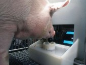 Ученых ошеломили умственные способности свиней: они умеют играть в видеоигры Ученых ошеломили умственные способности свиней: они умеют играть в видеоигры
