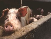 Новый короткометражный фильм демонстрирует жизнь глазами промышленных свиней Новый короткометражный фильм демонстрирует жизнь глазами промышленных свиней