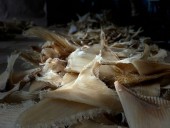 Колумбия конфисковала почти 3500 акульих плавников на пути в Гонконг