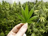 В немецком доме престарелых старушка выращивала марихуану В немецком доме престарелых старушка выращивала марихуану