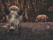 Жители Рима сняли видео, как по улицам бродят дикие свиньи