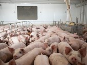 Ученые пытались скрыть гибель свиней во время эксперимента Ученые пытались скрыть гибель свиней во время эксперимента