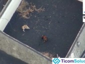 В ловушке вулкана: на Ла-Пальме с помощью дрона попытаются спасти собак В ловушке вулкана: на Ла-Пальме с помощью дрона попытаются спасти собак