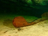 В Мексике нашли редкое каноэ индейцев майя. Ему 1000 лет