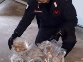 В Италии на плантации наркотиков нашли 235 мертвых сонь В Италии на плантации наркотиков нашли 235 мертвых сонь