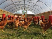 В Индии из-за громкой музыки умерли десятки куриц В Индии из-за громкой музыки умерли десятки куриц