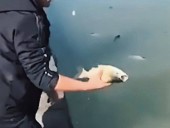 В Китае из-за попадания рисового вина в воду, на поверхность всплыли тысячи “пьяных” рыб В Китае из-за попадания рисового вина в воду, на поверхность всплыли тысячи “пьяных” рыб