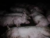 Купирование хвостов без анестезии: зоозащитники показали жизнь свиней на фермах Купирование хвостов без анестезии: зоозащитники показали жизнь свиней на фермах