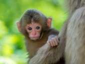Накормила наркотиками и пыталась смыть в унитаз: в Уэльсе женщина жестоко поиздевалась над обезьяной