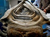 В США супруги несколько лет хранили в гараже кости давно вымершего кита
