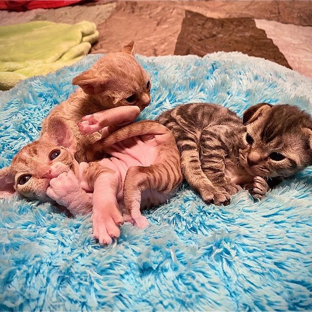 Котята породы Девон Рекс из питомника в Москве Котята породы Девон Рекс из питомника в Москве